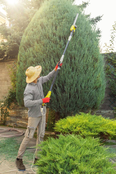 Large Tree Removal in Harmony, PA